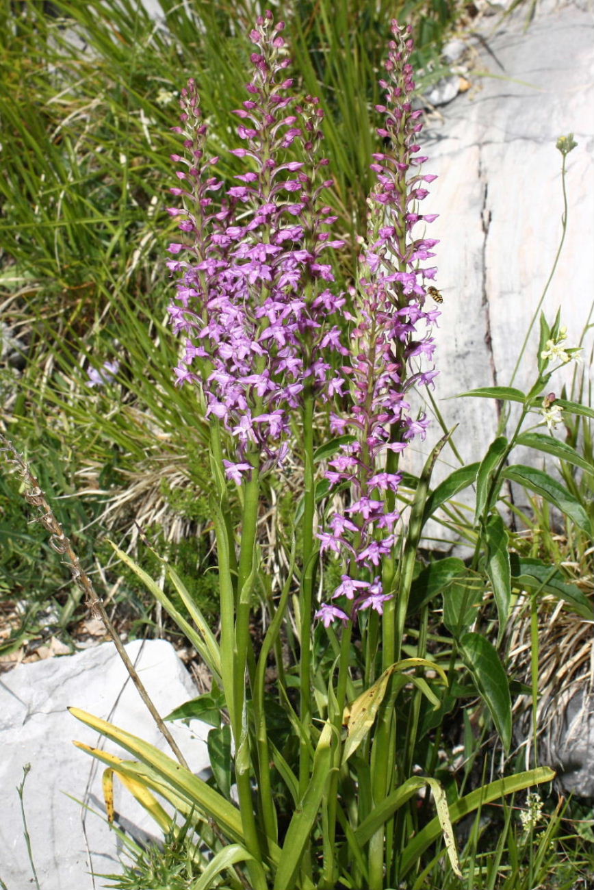 Ibrido di Gymnadenia conopsea da determinare